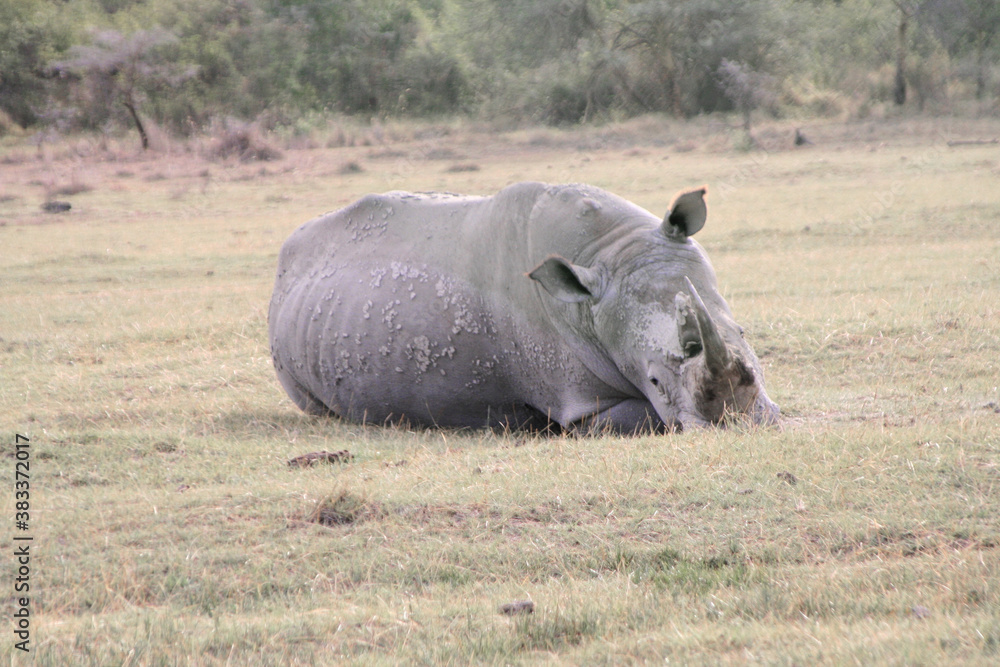 Obraz premium Sleeping white rhinoceros, Ceratotherium simum