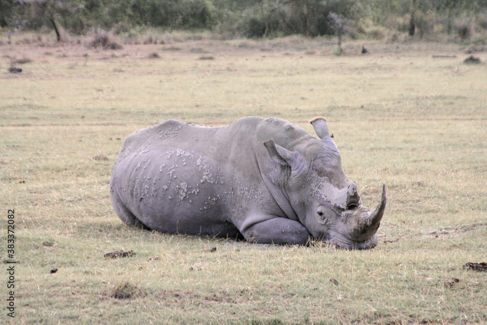 Sleeping white rhinoceros, Ceratotherium simum Sleeping white rhinoceros, Ceratotherium simum