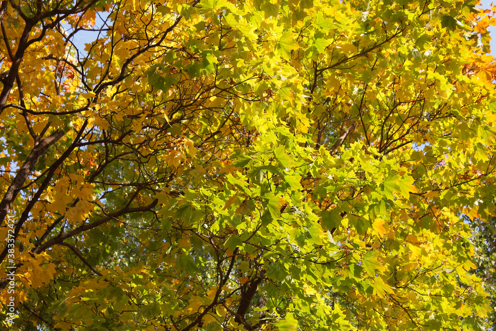 Beautiful autumn foliage. Close-up. Background. Scenery.