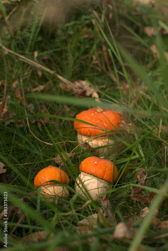 Three pumpkins similar to mushrooms with orange caps in the grass Three pumpkins similar to mushrooms with orange caps in the grass