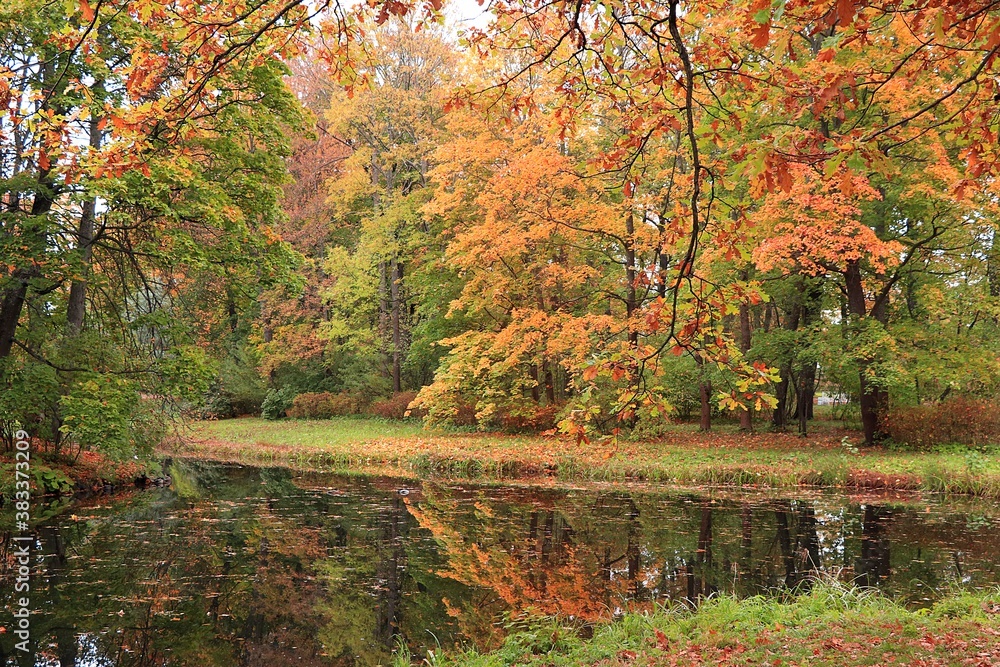 Obraz premium October autumn park in Russia, lake with red leaves and reflection in the lake, Aleksandrovsky park, Tsarskoe Selo, Leningrad region. Autumn landscape, seasons.