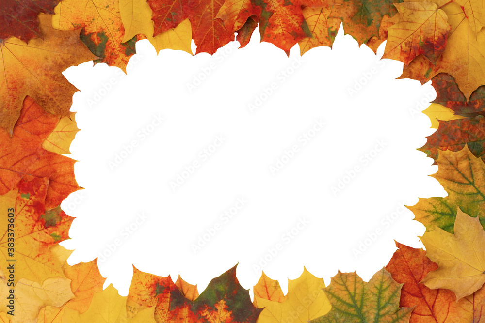 Beautiful frame of maple autumn leaves in different colors on a white background Beautiful frame of maple autumn leaves in different colors on a white background