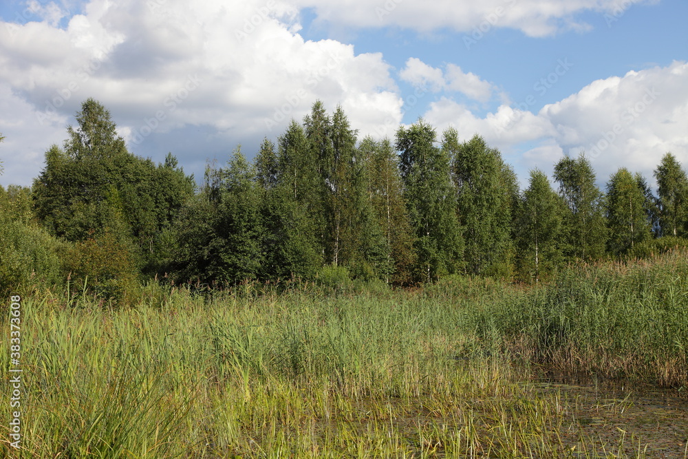 Beautiful swampy little river shore with grass and green trees on blue cloudy sky background at summer day, scenery Russian natural landscape view