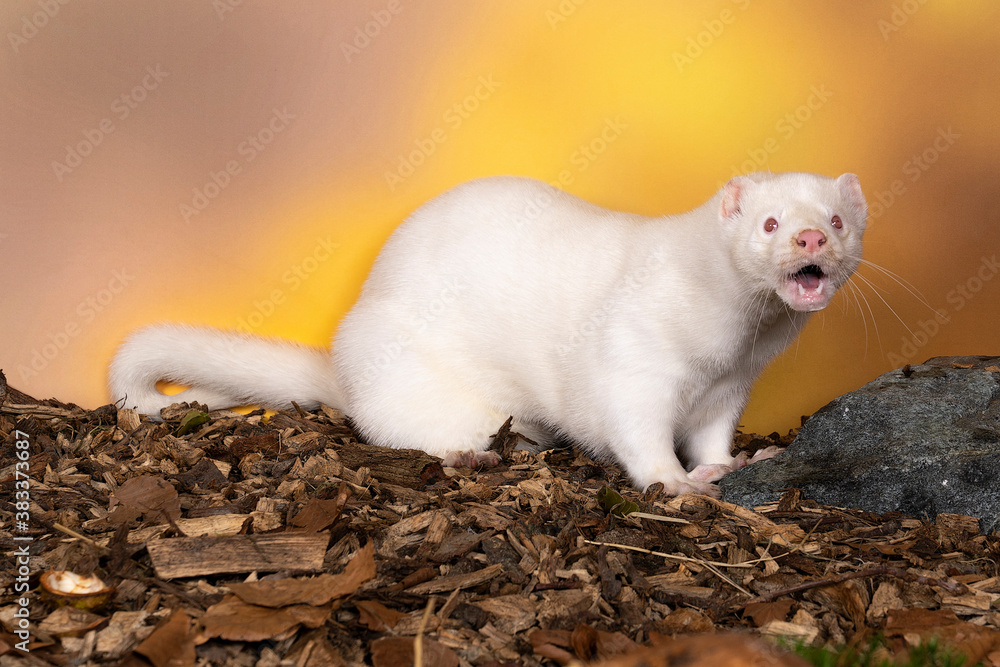 White European mink or nerts from a fur farm in an autumn forest landscape White European mink or nerts from a fur farm in an autumn forest landscape