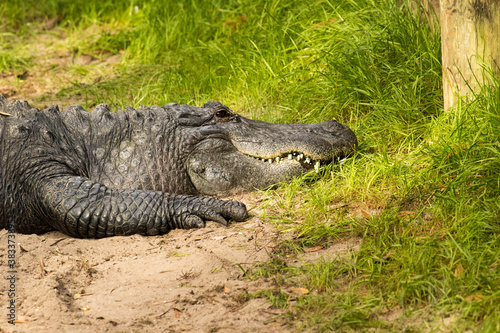 A portrait of an american alligatornear a pond near St Augustine Florida.