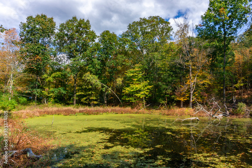 View of forest in fall season with reflection of trees in the wetland swamp