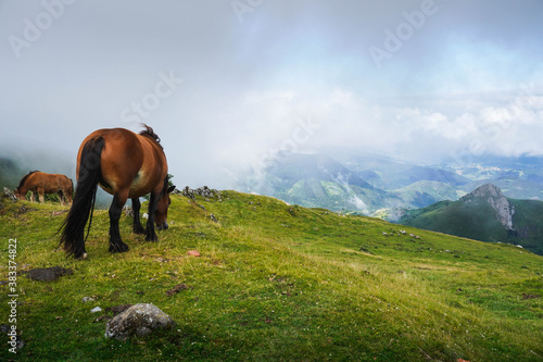 Brown horse eating grass on a hill on top of a mountain