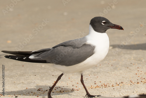 A laughing gull on the beach and at St Augustine, Florida.