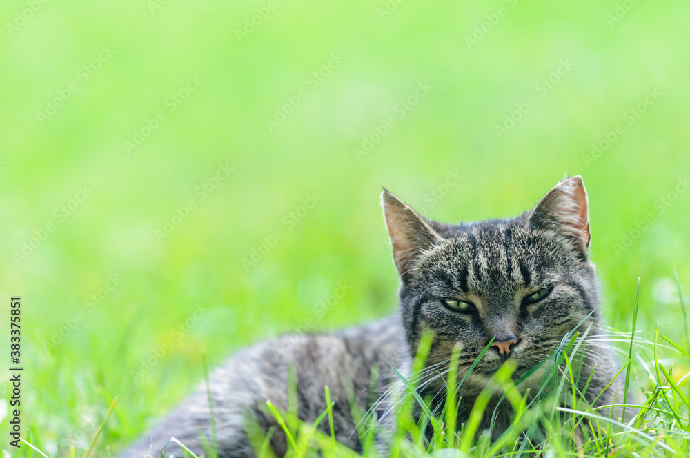 Tabby cat lies on the grass. Blurred background. Place for your text. Selective focus