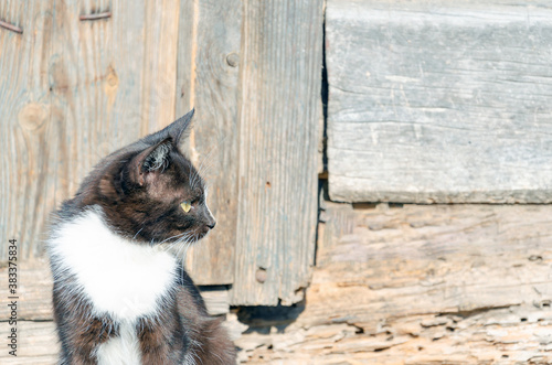 Homeless black kitten on the background of a wooden building