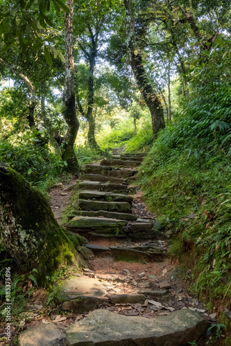 A mountain road with steps made of natural stones  going among the trees covered with moss