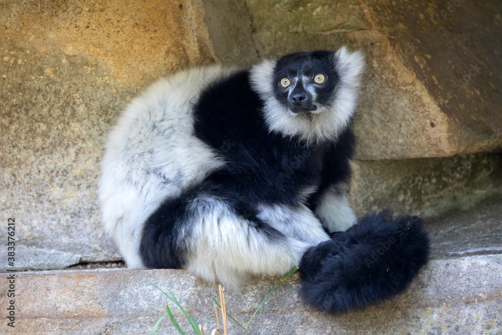 closeup view of black-and-white ruffed lemur or Varecia variegata