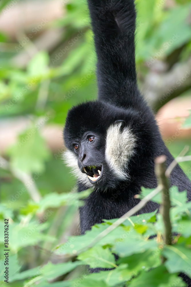 closeup view of northern white-cheeked gibbon or Nomascus leucogenys closeup view of northern white-cheeked gibbon or Nomascus leucogenys