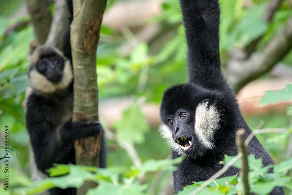 Fototapeta premium closeup view of northern white-cheeked gibbon or Nomascus leucogenys