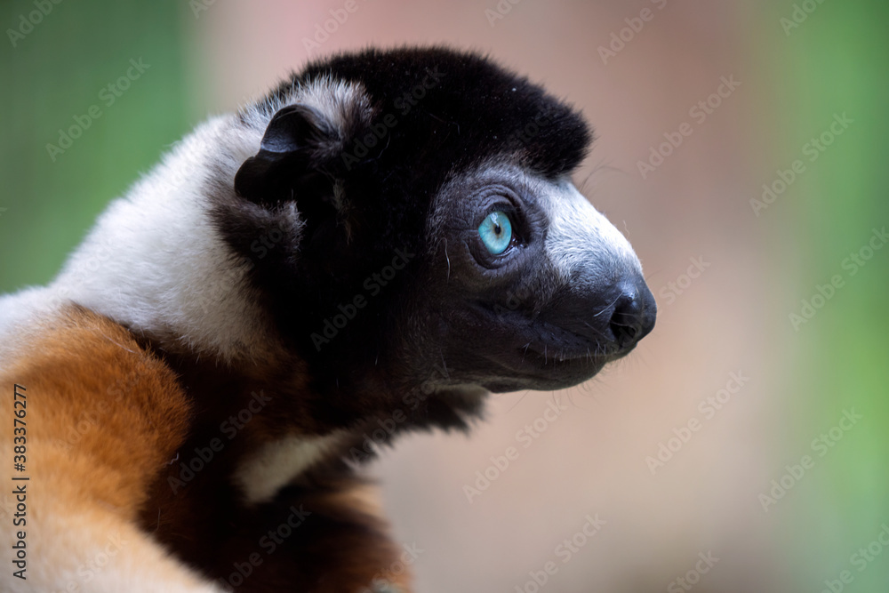 closeup view of little cute crowned sifaka or propithecus coronatus