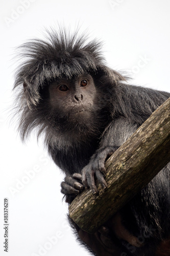 Javan langur (Trachypithecus auratus), also known as the Javan lutung, ebony langur, and ebony leaf monkey photo