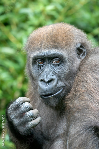 closeup view of Young female Western Lowland Gorilla