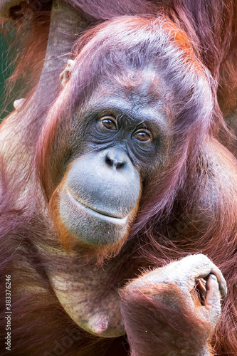 closeup view of Bornean orangutan or Pongo pygmaeus © Edwin Butter