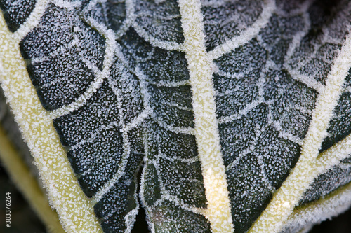 Frozen Leaf Macro Image