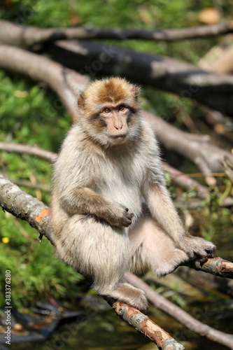 closeup view of Barbary macaque (Macaca sylvanus) © Edwin Butter