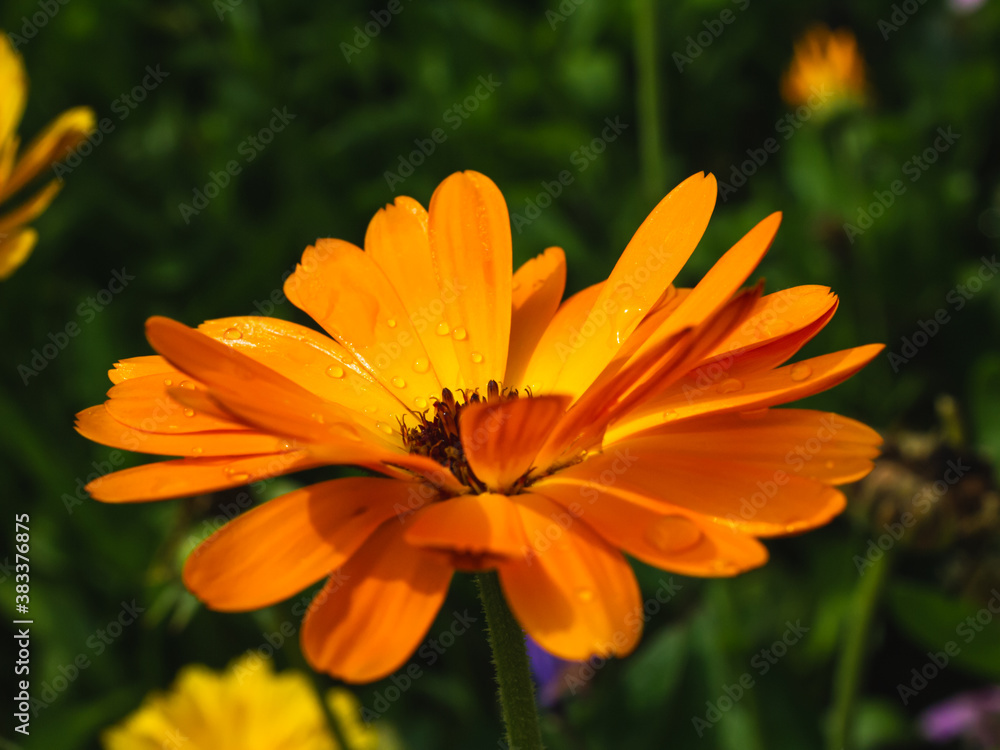 Orange Calendula officinalis with water drops closeup Orange Calendula officinalis with water drops closeup
