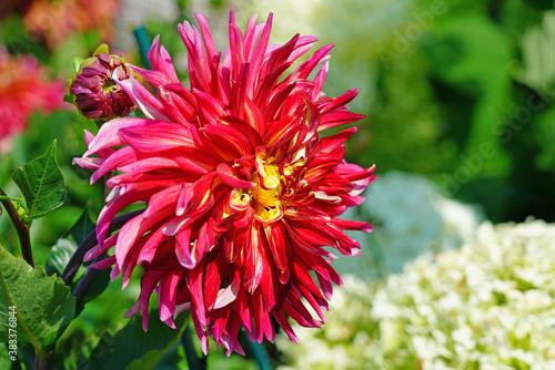 Pink and yellow spider dahlia flower in bloom