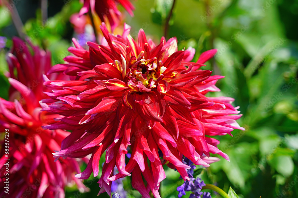 Pink and yellow spider dahlia flower in bloom Pink and yellow spider dahlia flower in bloom