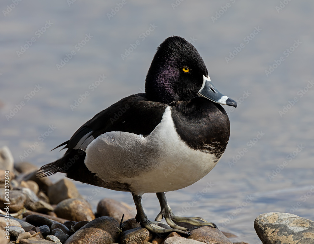 Fototapeta premium Ring-necked Duck