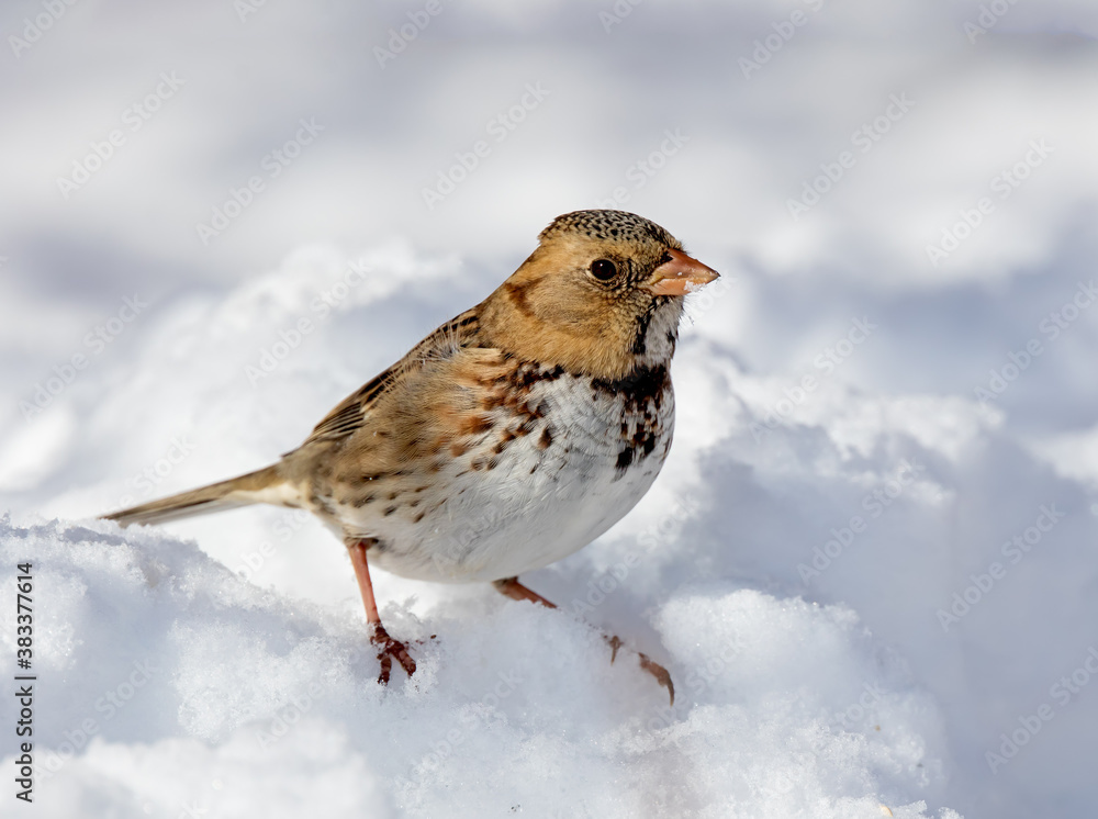 Harris's Sparrow in non-breeding plumage Harris's Sparrow in non-breeding plumage