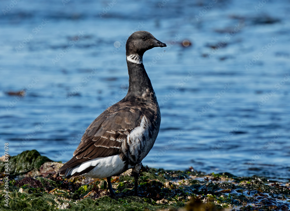 Brant (Brent Goose) on the Pacific Coast Brant (Brent Goose) on the Pacific Coast
