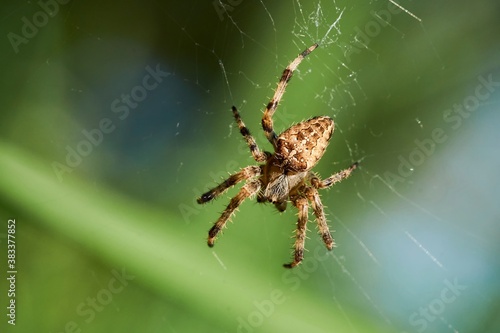 Detail of the spider on the cobweb.