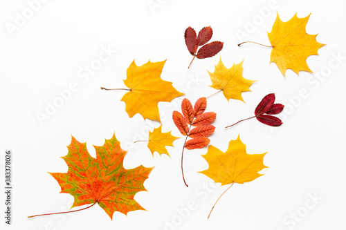 Colored fall yellow and red leaves on a white background. Autumn flat lay