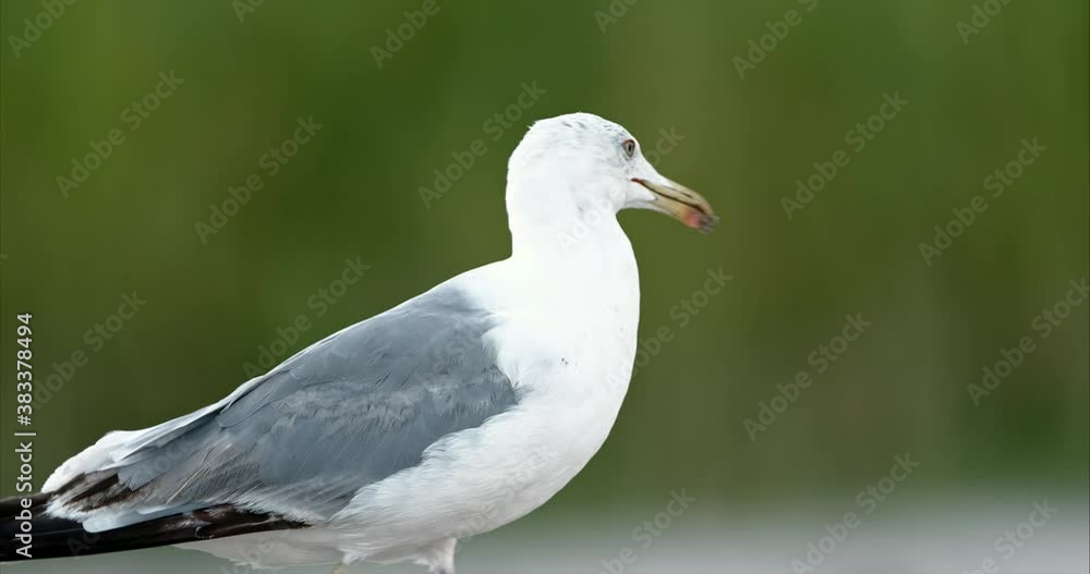 Seagulls wild life eat from the sand and play on the beach. Birds fly, fight for food and flutter their wings. Sea birds biodiversity of communities ecosystem. Biodiversity awareness conservation. Seagulls wild life eat from the sand and play on the beach. Birds fly, fight for food and flutter their wings. Sea birds biodiversity of communities ecosystem. Biodiversity awareness conservation.