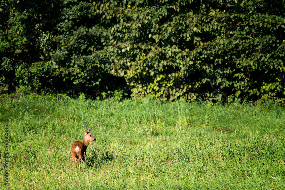 Doe outdoors in nature with forest in the background. Doe outdoors in nature with forest in the background.