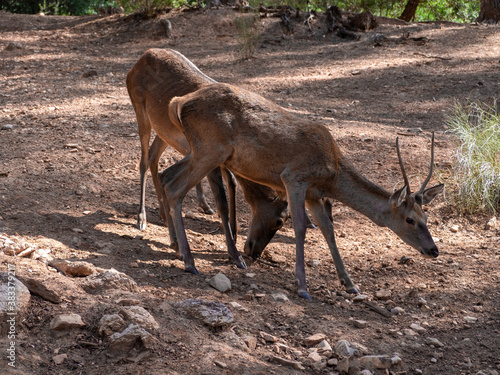 Young deer in freedom eating in the Cazorla National Park