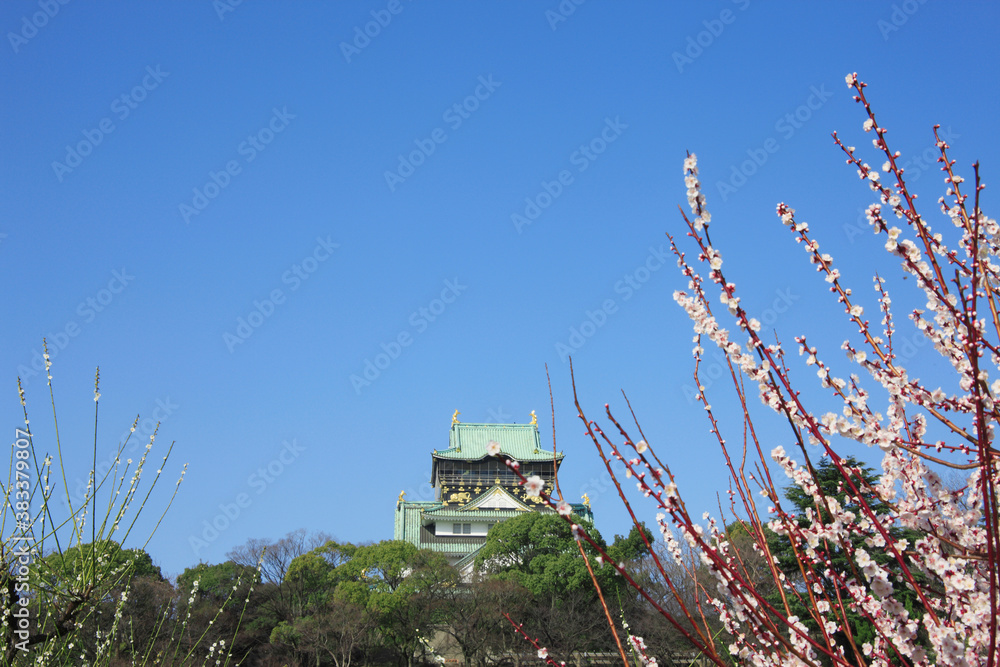 Fototapeta premium 大阪城と梅