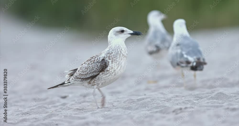 Seagulls wild life eat from the sand and play on the beach. Birds fly, fight for food and flutter their wings. Sea birds biodiversity of communities ecosystem. Biodiversity awareness conservation. Seagulls wild life eat from the sand and play on the beach. Birds fly, fight for food and flutter their wings. Sea birds biodiversity of communities ecosystem. Biodiversity awareness conservation.