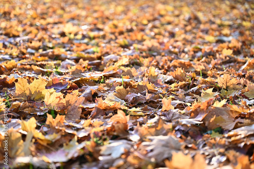 Gelbes buntes Laub (Ahornblätter) liegen auf einer Wiese im Herbst