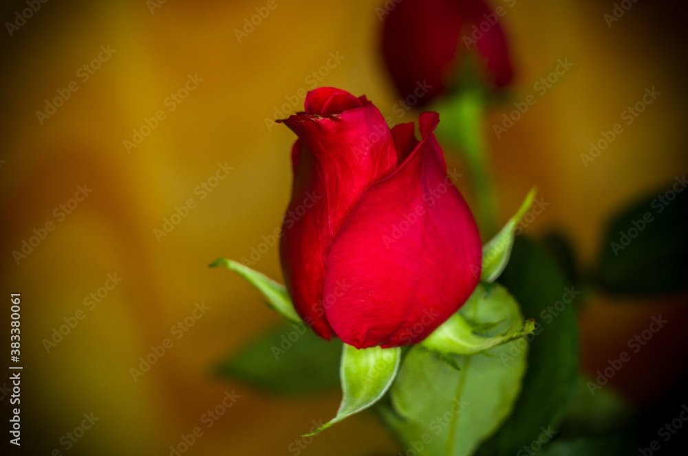 Fototapeta premium Beautiful Red Rose flower. Nature. close up, selective focus