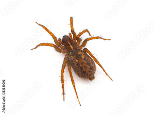 Mediterranean funnel weavers spider isolated on white background, Lycosoides coarctata