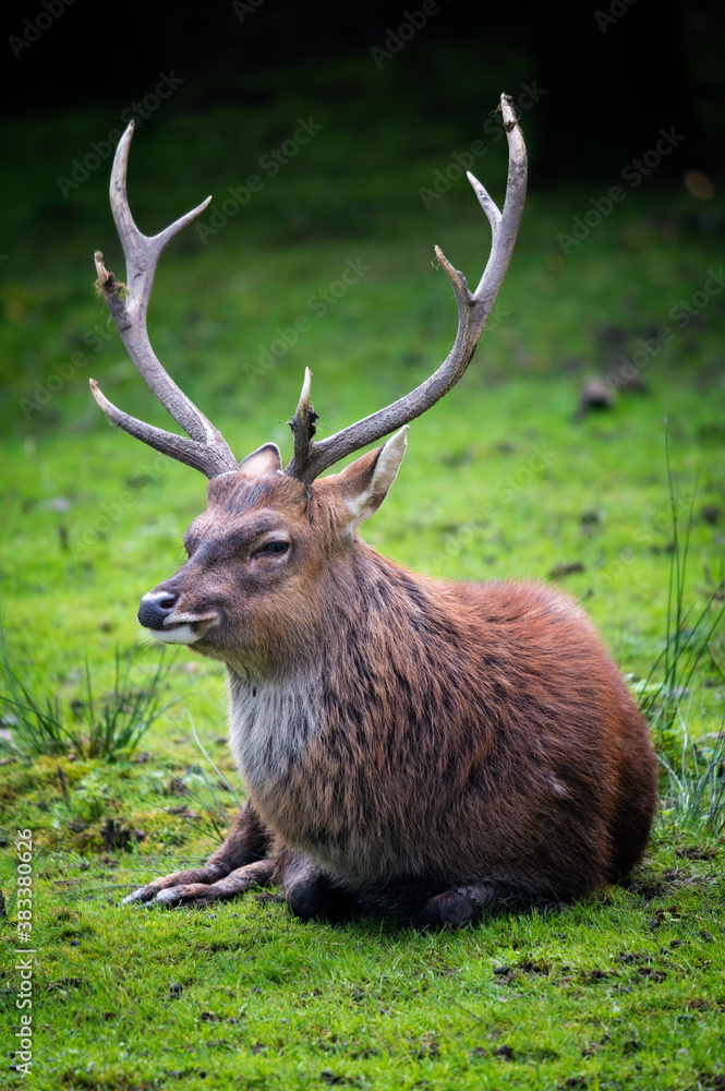 Deer with antlers resting lying on the green grass. Deer with antlers resting lying on the green grass.