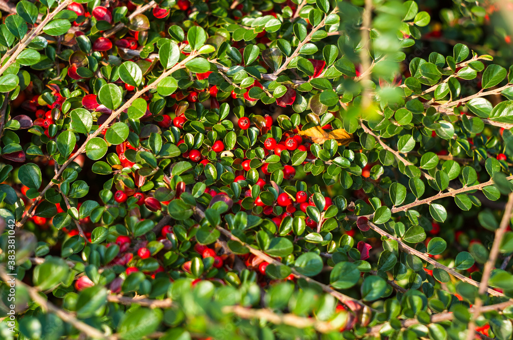 Clusters of red berries of a Cotoneaster horizontalis Decne. illuminated by soft evening sunlight, autumn background Clusters of red berries of a Cotoneaster horizontalis Decne. illuminated by soft evening sunlight, autumn background