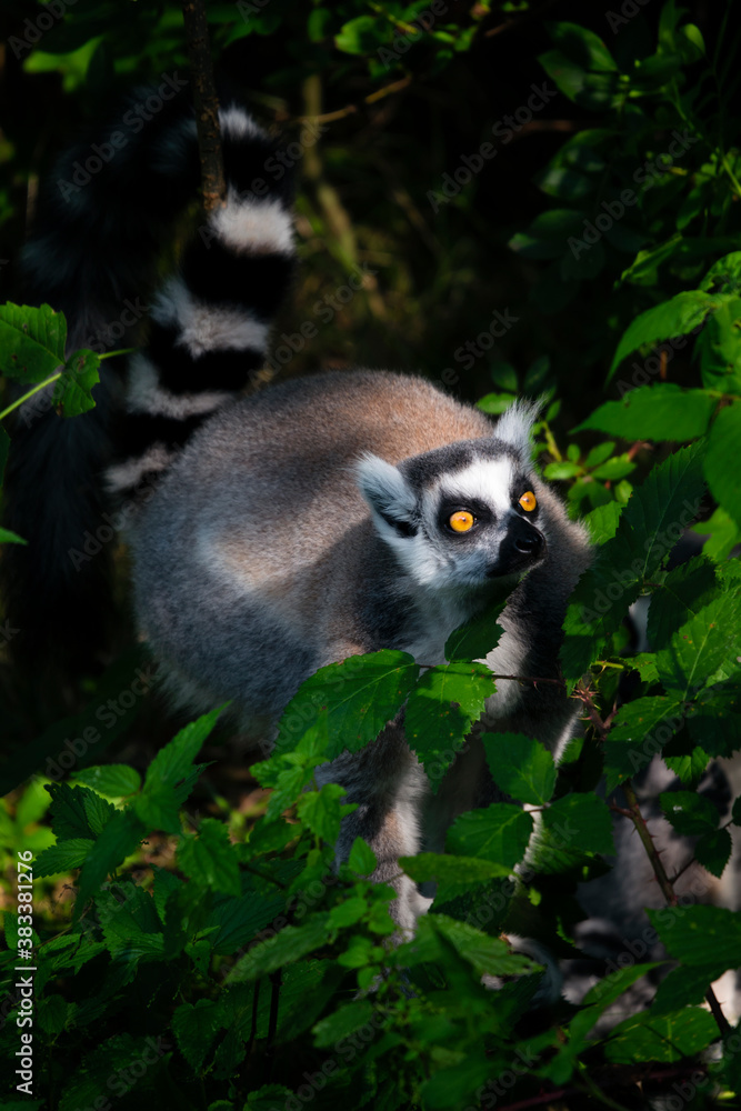 Fototapeta premium Lemur outdoors in the wild among the leaves.