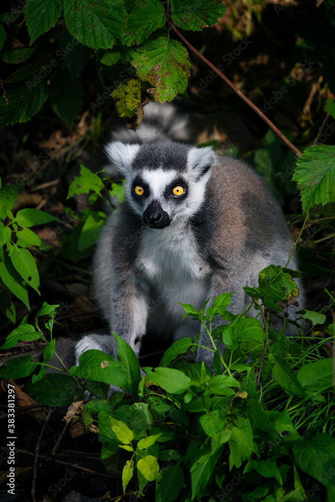 Obraz premium Lemur outdoors in the wild among the leaves.