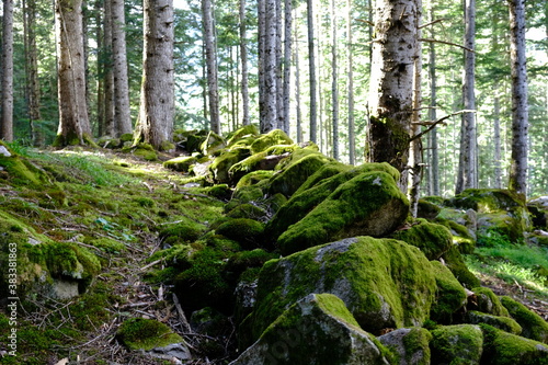 moss covered rocks