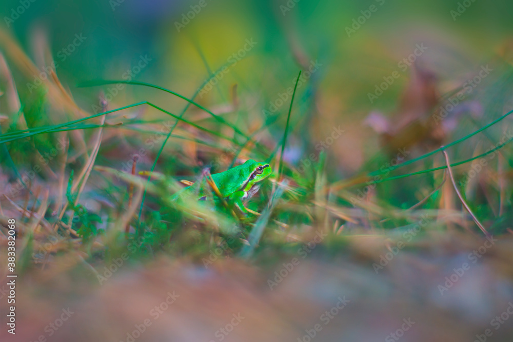Little green forest frog, disguising itself in the grass, forest amphibian, nature, animals, macro