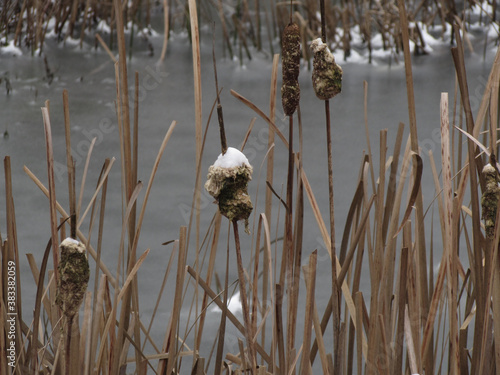 Snowy Reeds