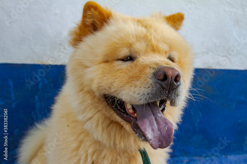 Chow chow dog face detail