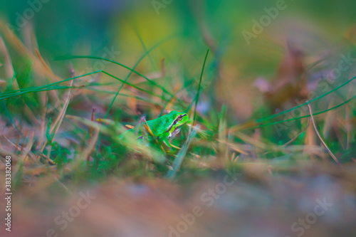 Obraz na płótnie Little green forest frog, disguising itself in the grass, forest amphibian, nature, animals, macro w salonie