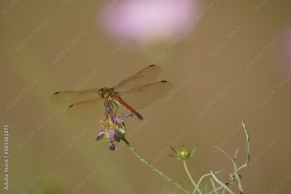 dragonfly on a grass dragonfly on a grass